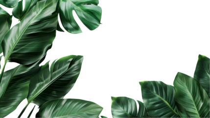 Natural of Tropical green leaves of leaf isolated on a transparent background