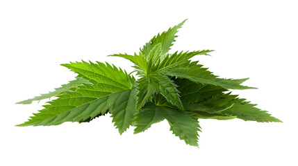 Nettle isolated on a transparent background
