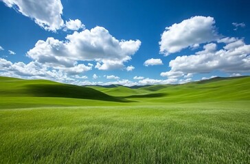 Fototapeta premium A vast grassland under a blue sky with fluffy white clouds in Inner Mongolia, showcasing the natural beauty and expansive landscape, perfect for a peaceful and tranquil outdoor setting.