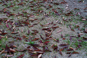 公園に落ちている紅葉した落ち葉