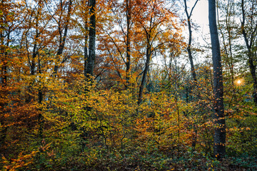 Obraz premium arbres ,forêt et ciel bleu, couleurs de l'automne