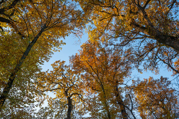 Fototapeta premium arbres ,forêt et ciel bleu, couleurs de l'automne