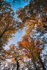 arbres ,forêt et ciel bleu, couleurs de l'automne