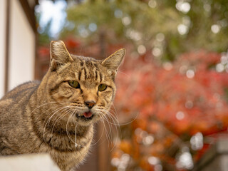 紅葉と猫くん