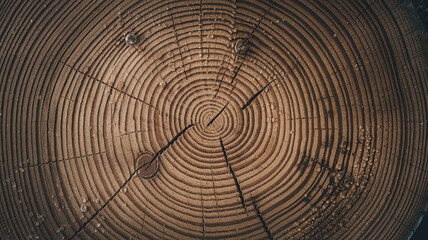 Fototapeta premium Close-up image of an Alder tree trunk cross-section displaying annual growth rings, natural wood patterns, and rich textures, ideal for backgrounds, design elements, and woodworking projects. 