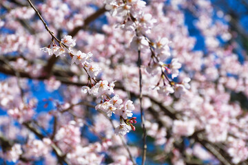 Fototapeta premium 京都御苑 青空に映える近衛邸跡の枝垂れ桜（糸桜）（日本京都府京都市） Kyoto Gyoen (Kyoto Gyoen National Garden), Weeping cherry blossoms（Itozakura） of the Konoe Residence Ruins against the blue sky (Kyoto City, Kyoto Prefecture, Japan)