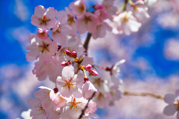 Fototapeta premium 京都御苑 青空に映える近衛邸跡の枝垂れ桜（糸桜）（日本京都府京都市） Kyoto Gyoen (Kyoto Gyoen National Garden), Weeping cherry blossoms（Itozakura） of the Konoe Residence Ruins against the blue sky (Kyoto City, Kyoto Prefecture, Japan)