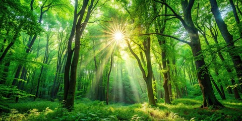 Fototapeta premium Lush green forest with vibrant foliage and sunlight filtering through the trees, nature, background, trees, foliage, green