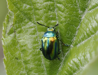 Prächtiger Blattkäfer oder Goldglänzender Blattkäfer (Chrysolina fastuosa) © Lothar Lenz