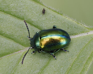 Prächtiger Blattkäfer oder Goldglänzender Blattkäfer (Chrysolina fastuosa) © Lothar Lenz