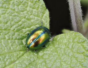Prächtiger Blattkäfer oder Goldglänzender Blattkäfer (Chrysolina fastuosa) © Lothar Lenz