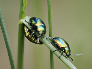 Prächtiger Blattkäfer oder Goldglänzender Blattkäfer (Chrysolina fastuosa) © Lothar Lenz
