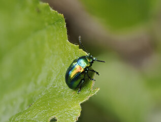 Prächtiger Blattkäfer oder Goldglänzender Blattkäfer (Chrysolina fastuosa) © Lothar Lenz