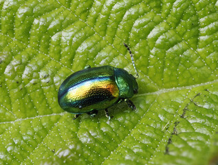 Prächtiger Blattkäfer oder Goldglänzender Blattkäfer (Chrysolina fastuosa) © Lothar Lenz