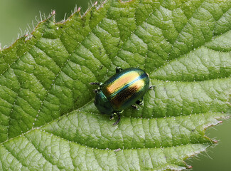 Prächtiger Blattkäfer oder Goldglänzender Blattkäfer (Chrysolina fastuosa) © Lothar Lenz