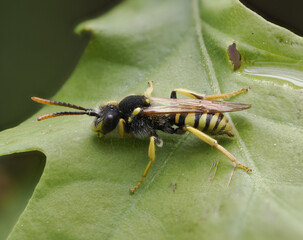 Gegürtete Wespenbiene (Nomada succincta)