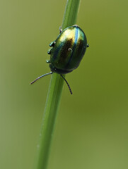 Prächtiger Blattkäfer oder Goldglänzender Blattkäfer (Chrysolina fastuosa) © Lothar Lenz