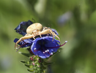 Krabbenspinne
