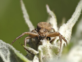Buschkrabbenspinne (Xysticus spec.)