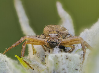 Buschkrabbenspinne (Xysticus spec.)