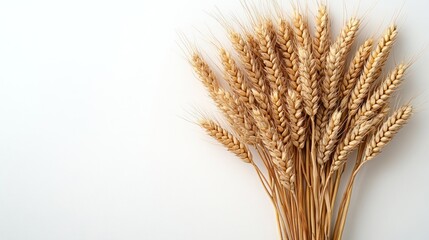 Fototapeta premium Dried wheat stalks arranged on a white background.