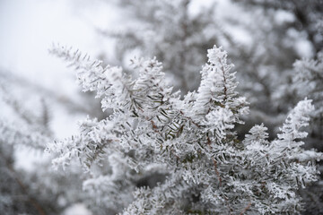 美し雪原の風景