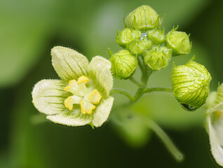 Rotfrüchtige Zaunrübe, Rot-Zaunrübe oder Zweihäusige Zaunrübe (Bryonia dioica)