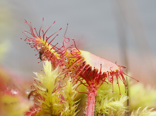 Rundblättriger Sonnentau (Drosera rotundifolia)
