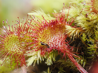 Rundblättriger Sonnentau (Drosera rotundifolia)