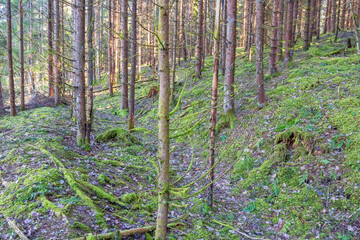 Fototapeta premium Spruce woodland with a sunken path