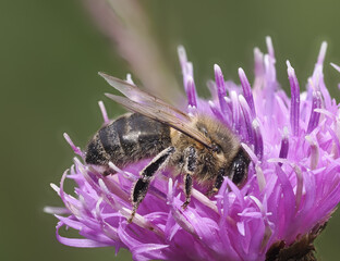 Honigbiene auf flockenblume