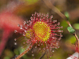 Rundblättriger Sonnentau (Drosera rotundifolia)