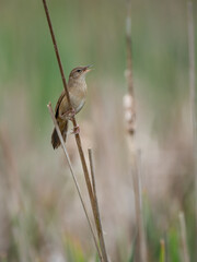 Rohrschwirl (Locustella luscinioides)