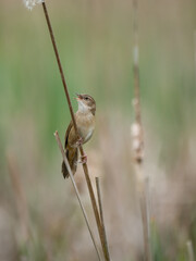 Rohrschwirl (Locustella luscinioides)