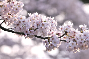 Cherry blossoms shining in the backlight, close-up spring, Tokyo, Japan / 逆光に輝く桜  クローズアップ　春　東京　日本  
