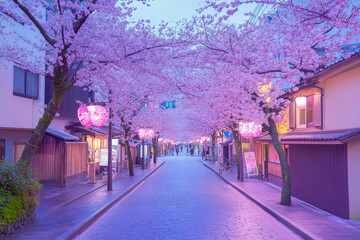Spring blossom street in the evening