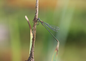 Gemeine Weidenjungfer - Willow Emerald Damselfly