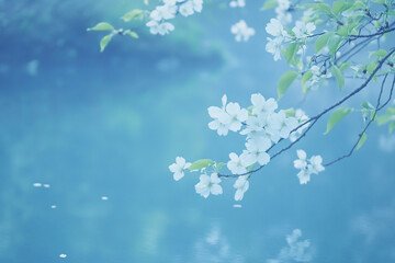 Beautiful cherry blossoms bloom against a serene blue background in springtime