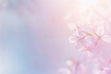 Photo background with delicate spring petals of cherry, apple, sakura