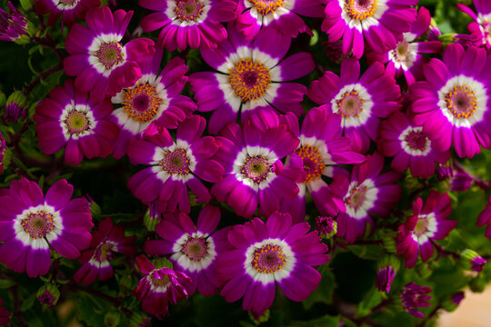 Species of flowering Cineraria, a herbaceous plant in the Asterceae family