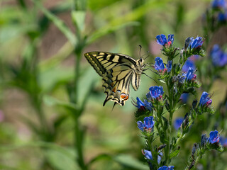 Schwalbenschwanz&nbsp;(Papilio machaon)