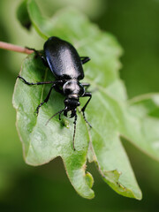 Kleiner Puppenräuber (Calosoma inquisitor)