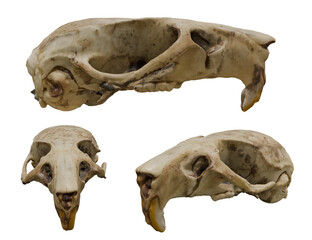 Fototapeta premium Rat Skull isolated on white