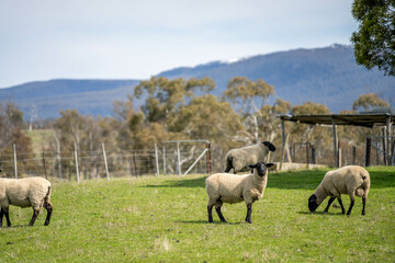 Obraz premium Merino sheep, grazing and eating grass in New zealand and Australia