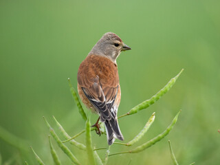 Hänfling (Linaria cannabina)