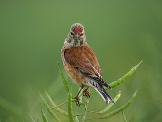 Hänfling (Linaria cannabina)