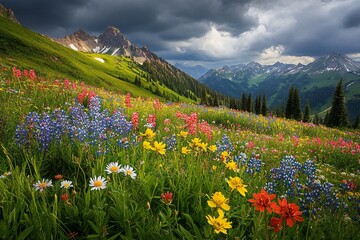Obraz premium Vibrant Wildflower Meadow Against Dramatic Mountain Landscape