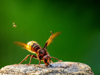 Hornisse (Vespa crabro), Königin schleudert Ameise