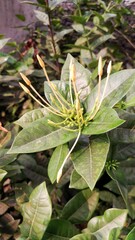 Tropical flowers that are needle-shaped when they are still in bud