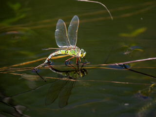Falkenlibelle oder Gemeine Smaragdlibelle (Cordulia aenea)
